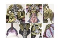 Conquest: Spires - Pteraphon (EN)