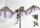 Conquest: Spires - Pteraphon (EN)