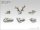 Animals Skulls Set (6)